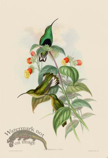 Gould Hummingbird 086